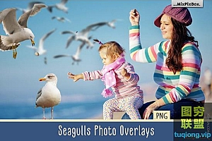 31张高清海鸥图片透明免抠PNG照片合成素材