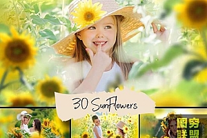 30张高清透明免抠向日葵PNG图片素材