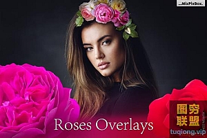 53张高分辨率玫瑰图片 透明背景免抠PNG素材